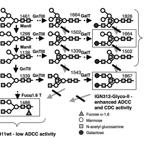 N-Glycosylation pathways. The classical glycosylation pathway leads to ...