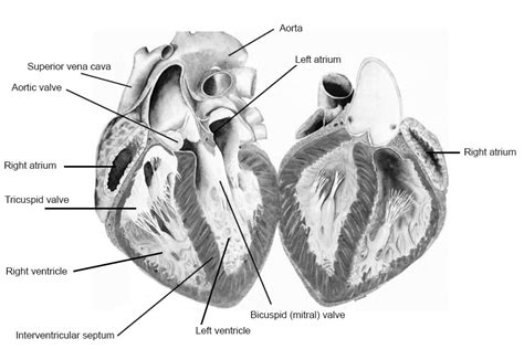 Heart Dissection | Carolina Biological Supply