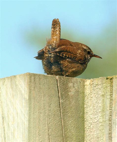 Wren | lynbarton | Flickr