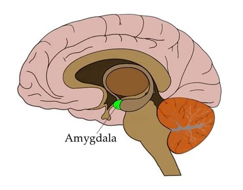 Amigdala Nedir, Amigdala Hakkında Merak Edilen Her Şey