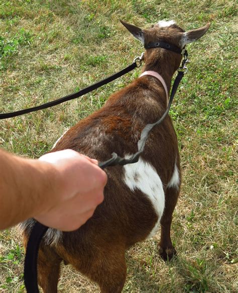 Working Goats: Beginning the Long Haul - The Thrifty Homesteader