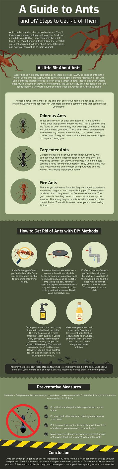 DIY Ant Removal Guide : r/selfreliance