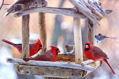 All you need to know about winter bird feeders | The Optimist Daily