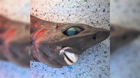 Mysterious 'nightmare' shark with unnerving human-like smile dragged up from the deep sea | Live ...