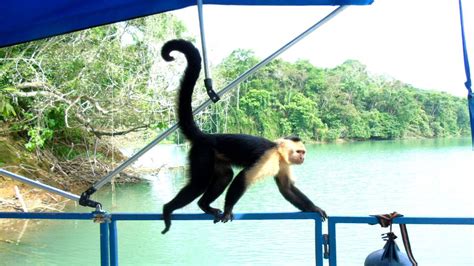 From Panama City: Monkey Islands Tour on Gatun Lake | GetYourGuide