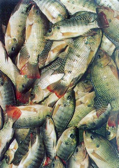 Tilapia culture systems in Bangladesh - Responsible Seafood Advocate