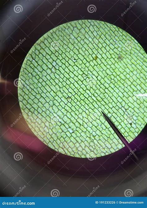 Cell Walls in Grass Seen through Compound Microscope. Experiential Learning Science Lab ...