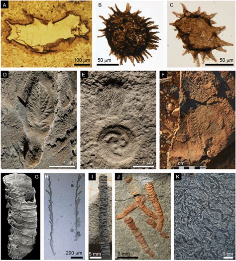 Plant-Like Ediacarans Were Possibly One Of The Earliest Animals On Earth