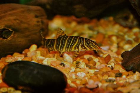 Zebra Loach Care Guide - Your Aquarium Place