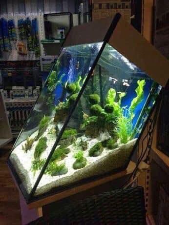 Aquários incríveis ️ Aquascaping, Aquarium Aquascape, Aquarium Terrarium, Home Aquarium ...