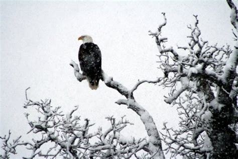 Bald Eagles And Snow Make Picturesque Scene In Southern Oklahoma