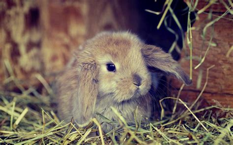 Cute Bunny Wallpapers - Wallpaper Cave