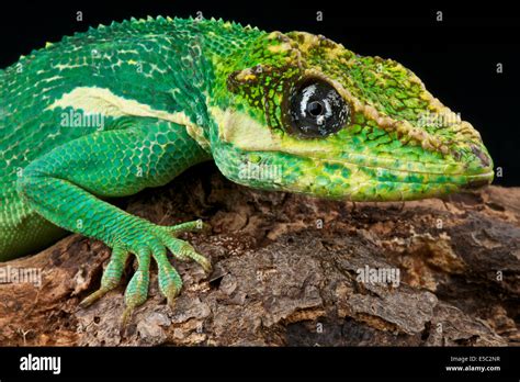 Cuban knight Anole / Anolis equestris Stock Photo - Alamy