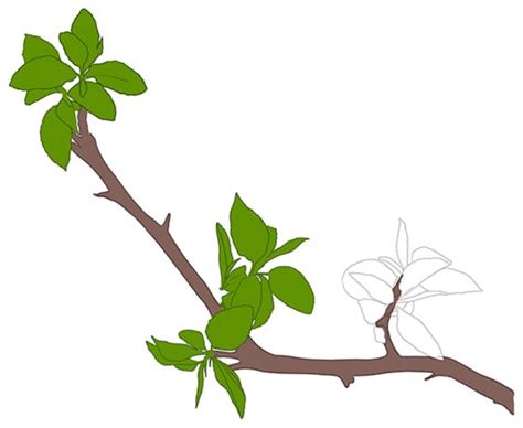 How to Draw a Tree Branch - A Realistic Tree Branch Drawing