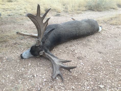 A3 Trophy Hunts : Kaibab Units 12A and 12B Deer Hunts With A3!