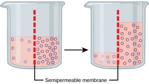 Passive Transport: Osmosis – Principles of Biology