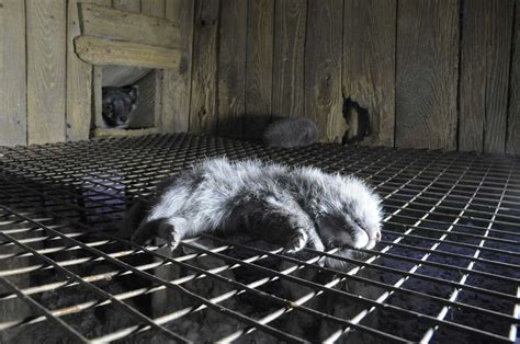 Fur Farming - Animal Welfare Problems