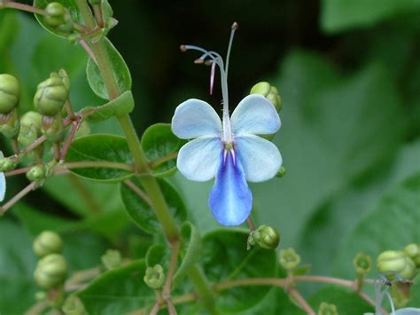 Blue Butterflies | Gardening in the Panhandle