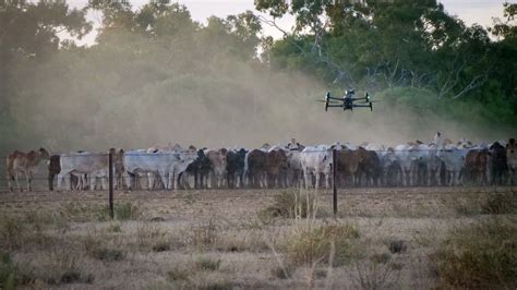 Mustering by drone is cheap and safe but regulatory red tape stands in ...