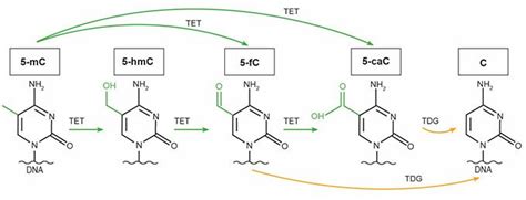 DNA demethylation pathway | Dna, Infographic, Books to read