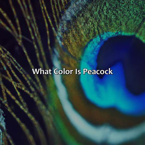 What Color Is Peacock - colorscombo.com