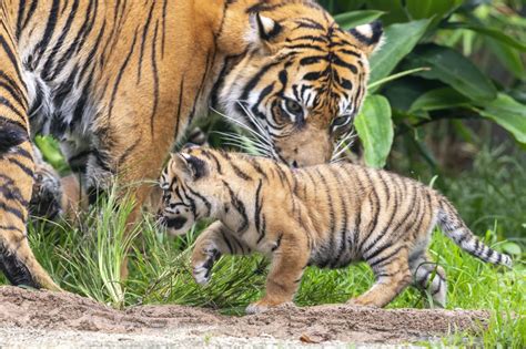 Three rare tiger cubs make their adorable debut at zoo