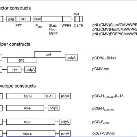 Representation of the lentiviral vector system. (A) Vector constructs ...