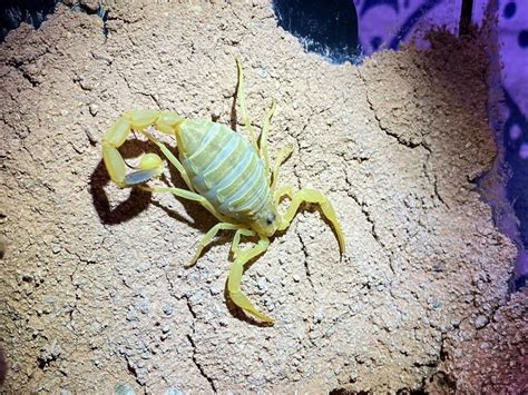 Worlds Deadliest: Deathstalker Scorpion Facts