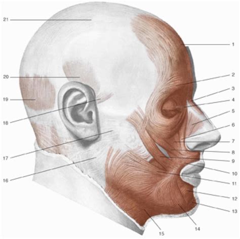 1, Frontal muscle; 2, orbicularis oculi muscle, part of the eyelid; 3,... | Download Scientific ...