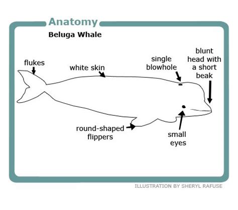 Beluga anatomy | Whale facts, Beluga whale, Beluga