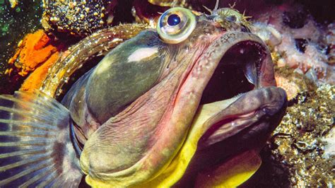 Sarcastic Fringehead Fights For Territory Life BBC Earth