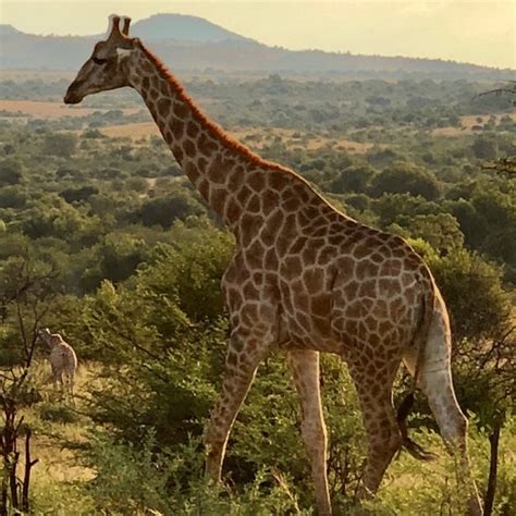 Pilanesberg National Park - Park