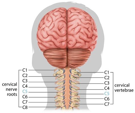 C5 Spinal Cord Injury: What to Expect and How to Recover