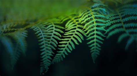 Fern Wallpapers - Top Free Fern Backgrounds - WallpaperAccess