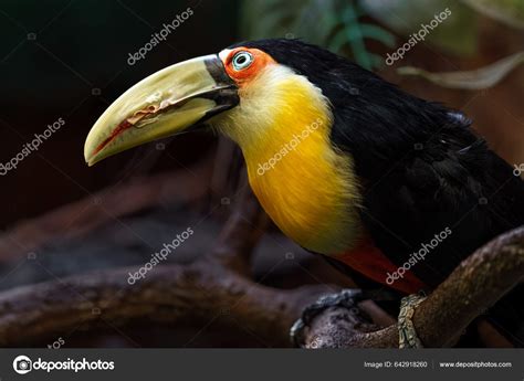 Green Billed Toucan Zoo Stock Photo by ©svoboda.photos 642918260