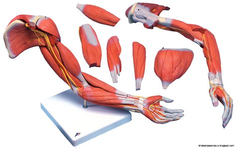 Arm Muscles Anatomy | HD Wallpapers Plus