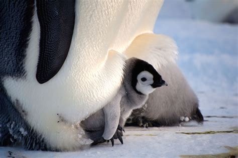 What is it Like Living in Antarctica? | Antarctica travel, Antarctica, Penguins