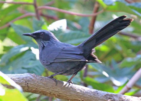 OAX14_00052a | Blue Mockingbird at Monte Alban, Oaxaca, Mexi… | Flickr