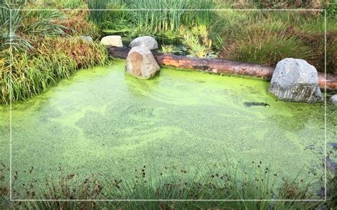 9 Types of Pond Algae - Identification Guide