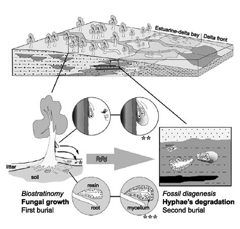 Schema of the main taphonomic processes in their sedimentary context... | Download Scientific ...