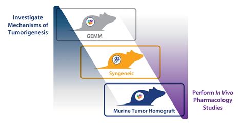 Immunocompetent Murine Models for Immunotherapy Assessment