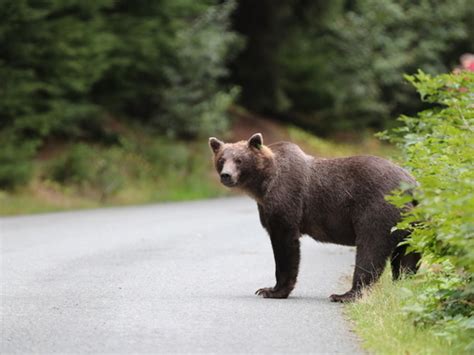 Haines Chilkoot Lake Nature and Wildlife Viewing Excursion - Haines Excursions