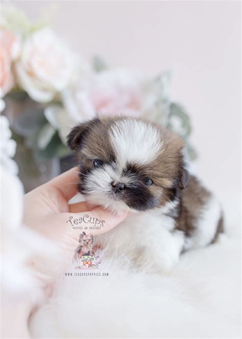 Teacup Puppy Breeds For Sale | Teacup Puppies & Boutique