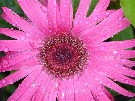 Schenectady photographs: Rainy flower