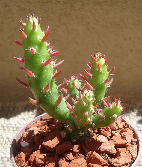 Christmas Tree Cactus-Austrocylindropuntia Subulata Monstrose