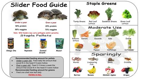 Slider Food Guide | Turtle care, Slider recipes, Red eared slider turtle