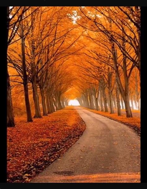 Beautiful World, Beautiful Places, Beautiful Roads, Gorgeous, Tree Tunnel, Autumn Scenes, Fall ...
