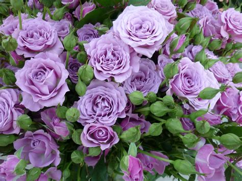 Download Purple Flower Purple Rose Flower Nature Rose HD Wallpaper