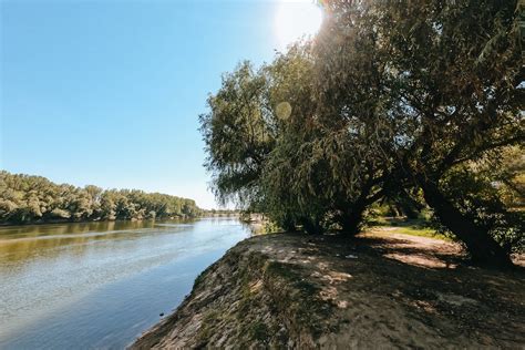 Trees on Riverbank · Free Stock Photo