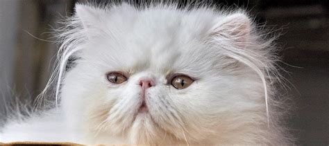 Persian Cats: Facts, Personality, and Breed Guide